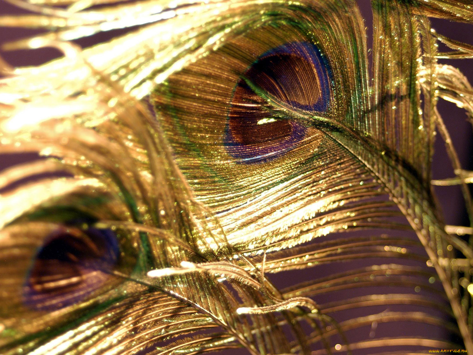 peacock, feathers, 02, 